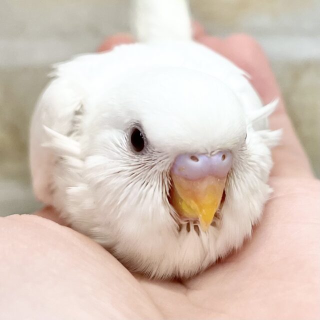 真っ白ゆきちゃん☃️🪽　セキセイインコ（アルビノ）
