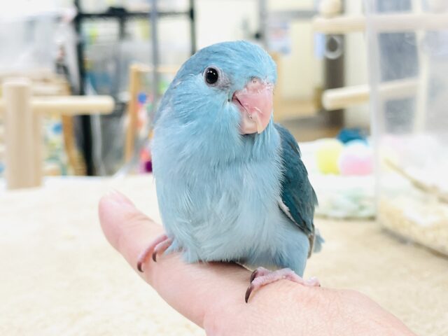 【最新画像】元気いっぱい💙好奇心旺盛✨マメルリハ（ブルー）女の子