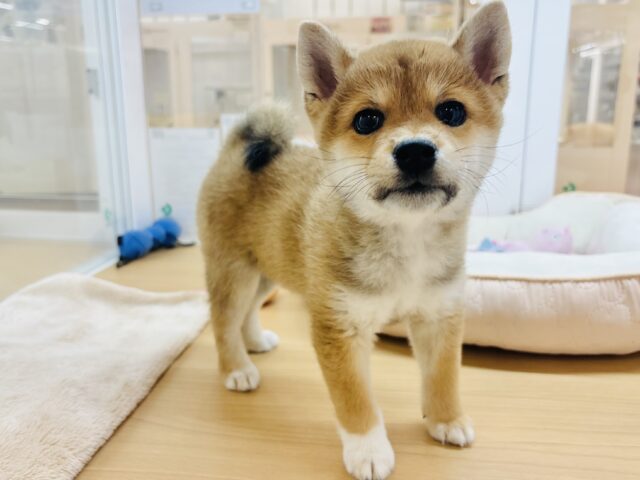 甘々ガールな大和なでしこ♡柴犬ちゃん！