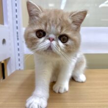 癒し系✨️🌟💫💖⭐️エキゾチック男の子