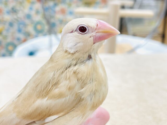 【最新画像】ぽかぽか ふわふわ☁️ミルクティー🫖シナモン文鳥（ヒナ）
