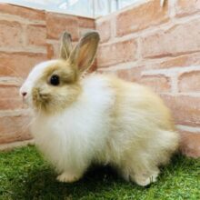 【☆最新画像更新☆】もふもふライオンちゃん⁉⁉🦁🦁🦁🦁　ライオンラビットのもふりんちゃん💗