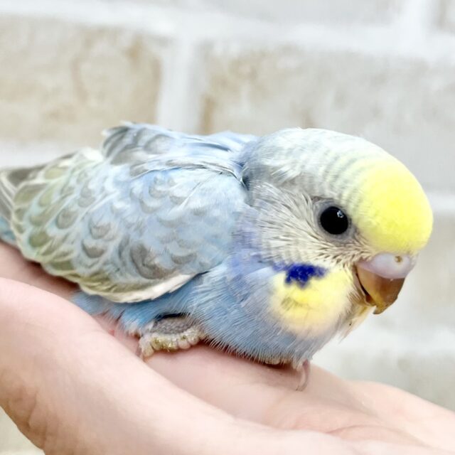カラフルレインボー🌈🌟　セキセイインコ（パステルレインボー）