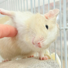 【最新画像更新🪄】癒し系担当です♡デグー(サンドパイド) 男の子