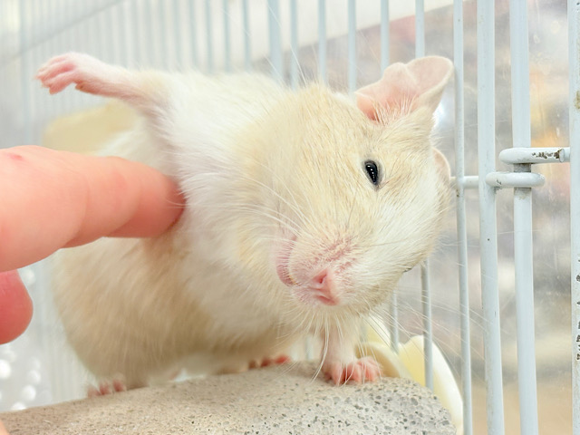 【最新画像更新🪄】癒し系担当です♡デグー(サンドパイド) 男の子