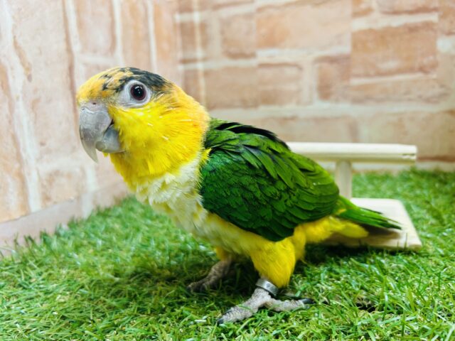 インコ界のエンターテイナー⁉⁉🔥🔥🔥　シロハラインコ