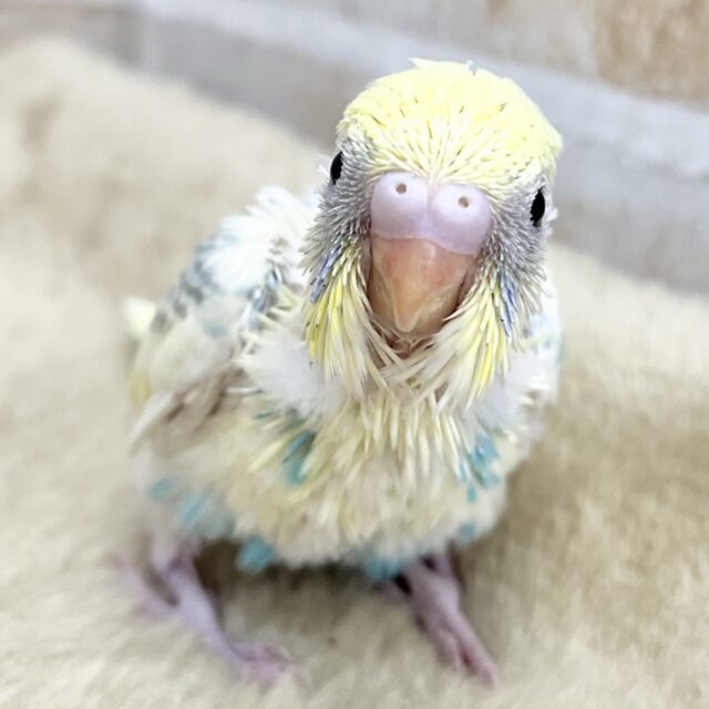 好奇心旺盛かも〜😆✨　セキセイインコ（パステルレインボーパイド）