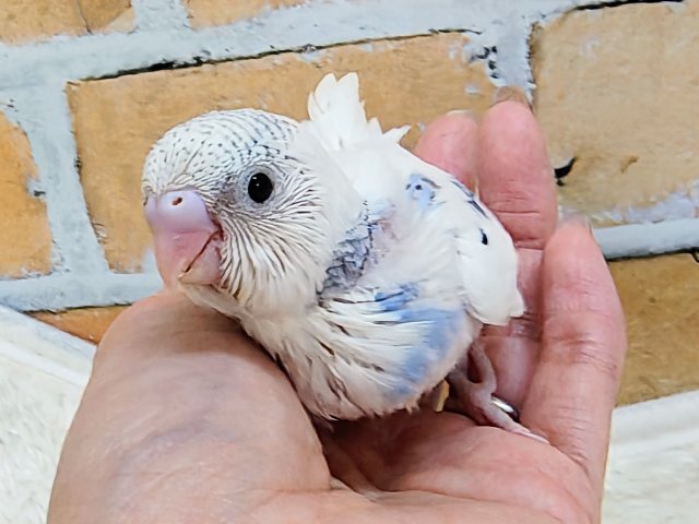 ほぼ白勝ち♡セキセイインコのヒナ(ブルーパイド)入荷しました