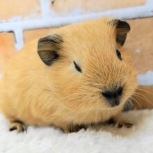 むちむち愛されボディのロシアンモルモット君入荷しました❤️