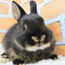 小さいのに存在感あるの♪ネザーランドドワーフラビットのベビー入荷しました❤️