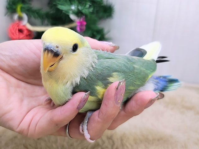 最新画像更新♡完璧な抜け具合🌼小桜インコのタイガーチェリー❤️