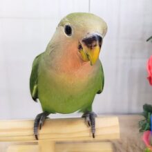 最近画像更新♡お顔が真っ赤に変身するよっ‪🔆‬コザクラインコのヒナ(ノーマル)入荷しました❤️