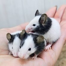 どんな柄が好み？︎💕︎︎パンダマウス入荷しました❤️