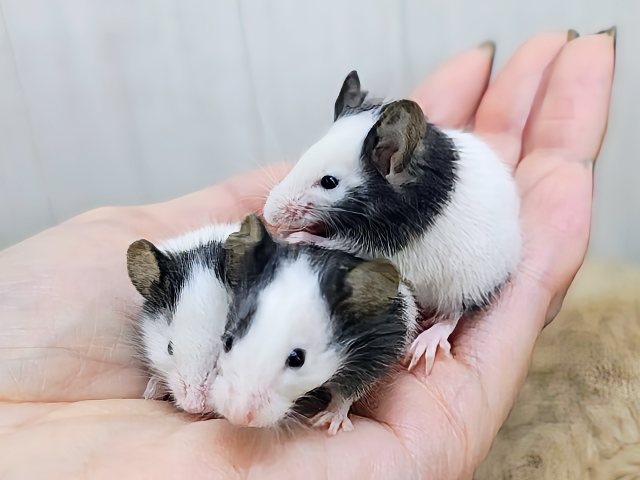 どんな柄が好み？︎💕︎︎パンダマウス入荷しました❤️