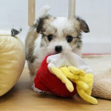 可愛いお顔で見つめていい？チワマルちゃん！