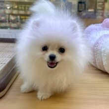 白い天使ちゃん˙˚ʚ✞ɞ˚˙ポメラニアン女の子