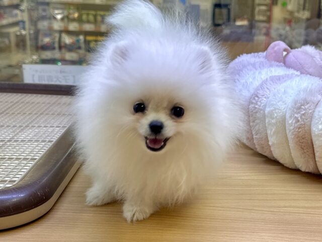 白い天使ちゃん˙˚ʚ✞ɞ˚˙ポメラニアン女の子