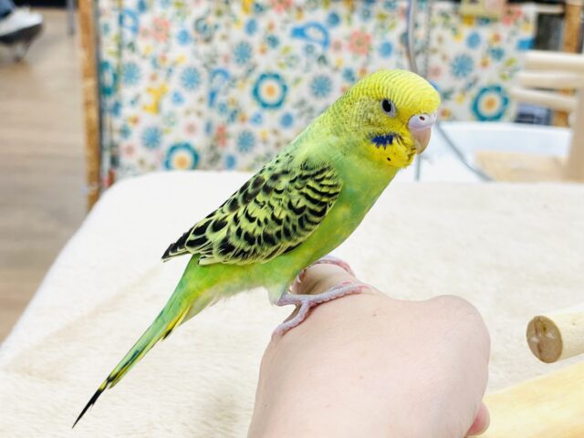 【最新画像】鱗模様が美しい✨セキセイインコ(オパーリン)