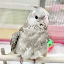【🆙最新画像あり‼️】優しい瞳です🥰　オカメインコ（ホワイトフェイスシナモン）