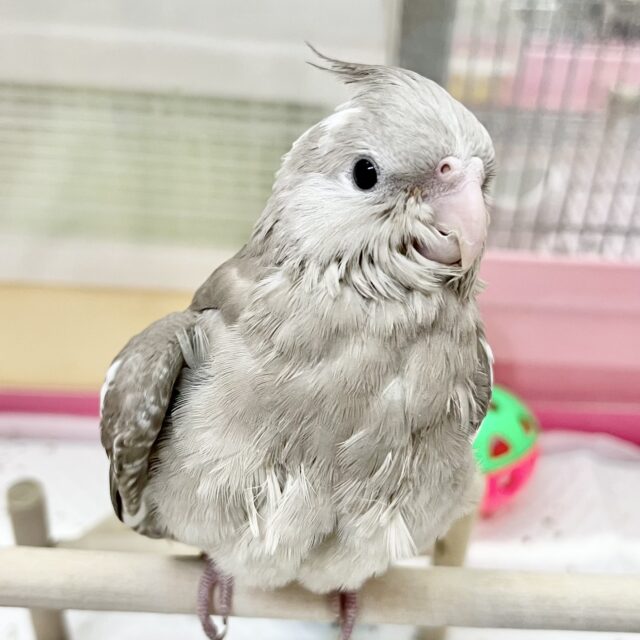 【🆙最新画像あり‼️】優しい瞳です🥰　オカメインコ（ホワイトフェイスシナモン）
