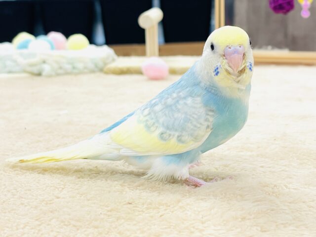 【最新画像】ちっちゃくてもカラフル目立つ存在感❣️セキセイインコ(パステルレインボースパングル)ヒナ