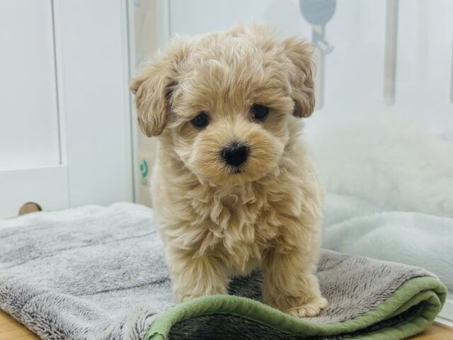 た〜〜くさん甘える準備はできてます♡マルプーくん！