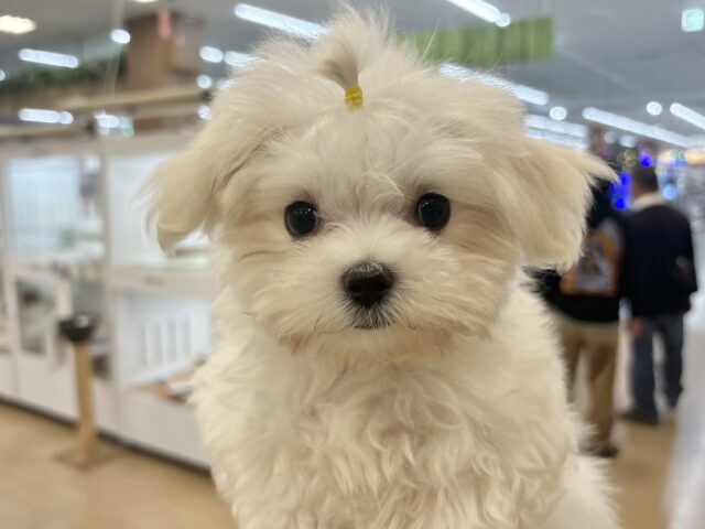 僕の可愛さはどえらいよ〜♥マルチーズくん！