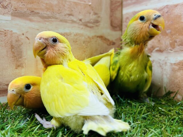 【☆延長☆】「小桜インコ🐦＆文鳥🐤」フェア開催！！🔥🔥