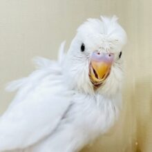 お花咲いたよ〜セキセイインコ（ダブルファクター）ヒナ