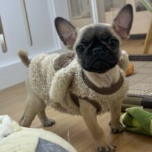 おもちゃを持ってアピール大会開幕！？パグブルちゃん！