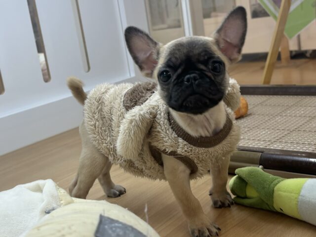 おもちゃを持ってアピール大会開幕！？パグブルちゃん！