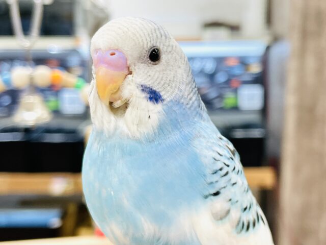 【最新画像】青空のような爽やかカラー🩵セキセイインコ（パイド）ヒナ