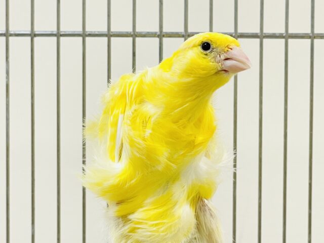 くるくるゴージャス✨巻き毛カナリア（男の子）