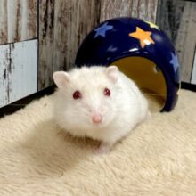 ツンデレ.ᐟ.ᐟ⭐️レアカラーのルビーアイちゃん❤️✨