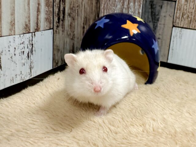 ツンデレ.ᐟ.ᐟ⭐️レアカラーのルビーアイちゃん❤️✨