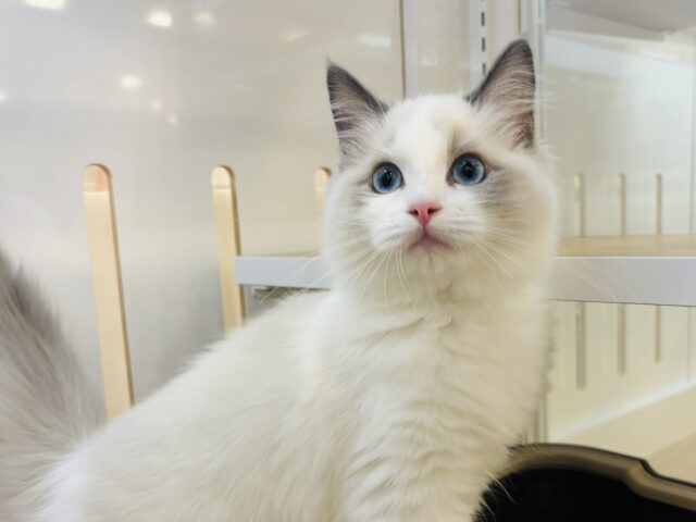 美人な甘ったれはお好きですか♡？ラグドールちゃん！