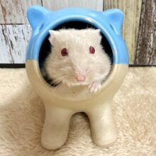 愛嬌たっぷり♡ルビーアイハムスター女の子