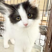 最新画像📸サイベリアン（ブラック&ホワイト）男の子♫ケージ&キティランデビューしました！