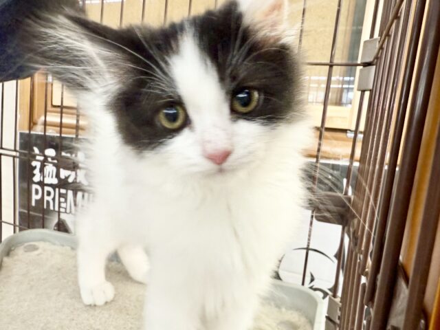 最新画像📸サイベリアン（ブラック&ホワイト）男の子♫ケージ&キティランデビューしました！