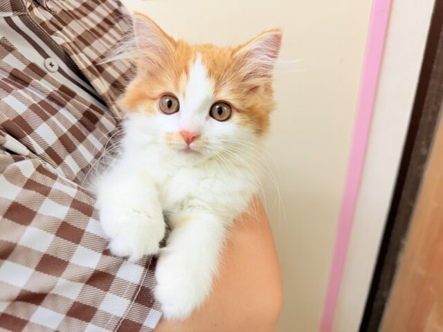 最新画像📸マンチカン（レッドタビー&ホワイト）女の子♪美人さん✨キティランデビュー！