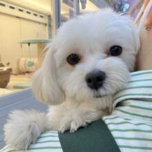 マルプーの男の子がきました！