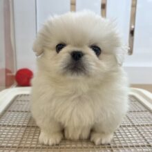 目からハートが溢れ出ちゃう♡ペキニーズくん！