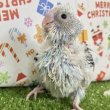 レースdeデコる⟡.*ミルクもっちー😚🍼.･*セキセイインコ(ブルーパイド/2025年11月生まれ)