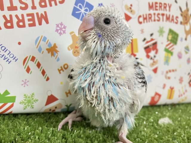 レースdeデコる⟡.*ミルクもっちー😚🍼.･*セキセイインコ(ブルーパイド/2025年11月生まれ)