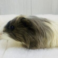 さらさらロングヘアー🩵✨珍しいモルモットやってきた！！