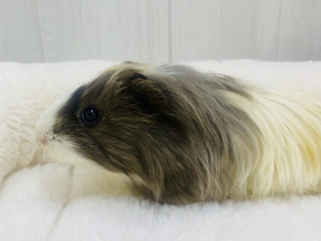 さらさらロングヘアー🩵✨珍しいモルモットやってきた！！