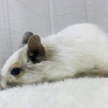 ﾁｮｺﾁｮｺ~かまってちゃん‼️デグーのホワイトパイド🌟⋆꙳