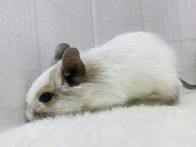 ﾁｮｺﾁｮｺ~かまってちゃん‼️デグーのホワイトパイド🌟⋆꙳