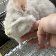 Everydayエブリナ糸🧵🎶(*˘︶˘*)ｵﾔｽﾐﾅｻｲ~っと♡チンチラ(パステルシナモン/2024年12月生まれ)