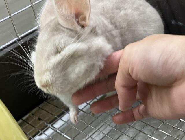 Everydayエブリナ糸🧵🎶(*˘︶˘*)ｵﾔｽﾐﾅｻｲ~っと♡チンチラ(パステルシナモン/2024年12月生まれ)